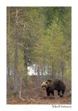 getwebimage.php?pid=51704&url=http%3A%2F%2Fdesthi2k7.free.fr%2FFinland%2Fbrownbears%2FDSC_2780.jpg