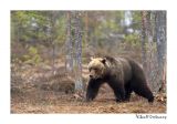 getwebimage.php?pid=51705&url=http%3A%2F%2Fdesthi2k7.free.fr%2FFinland%2Fbrownbears%2FDSC_2762.jpg