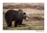 getwebimage.php?pid=51706&url=http%3A%2F%2Fdesthi2k7.free.fr%2FFinland%2Fbrownbears%2FDSC_2870-2.jpg