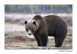 getwebimage.php?pid=51707&url=http%3A%2F%2Fdesthi2k7.free.fr%2FFinland%2Fbrownbears%2FDSC_2945.jpg