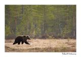 getwebimage.php?pid=51709&url=http%3A%2F%2Fdesthi2k7.free.fr%2FFinland%2Fbrownbears%2FDSC_3139.jpg