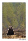 getwebimage.php?pid=51710&url=http%3A%2F%2Fdesthi2k7.free.fr%2FFinland%2Fbrownbears%2FDSC_3179.jpg