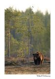 getwebimage.php?pid=51711&url=http%3A%2F%2Fdesthi2k7.free.fr%2FFinland%2Fbrownbears%2FDSC_3276.jpg