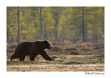 getwebimage.php?pid=51712&url=http%3A%2F%2Fdesthi2k7.free.fr%2FFinland%2Fbrownbears%2FDSC_3289.jpg