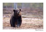 getwebimage.php?pid=51713&url=http%3A%2F%2Fdesthi2k7.free.fr%2FFinland%2Fbrownbears%2FDSC_3385.jpg
