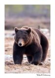 getwebimage.php?pid=51714&url=http%3A%2F%2Fdesthi2k7.free.fr%2FFinland%2Fbrownbears%2FDSC_3388.jpg