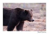 getwebimage.php?pid=51715&url=http%3A%2F%2Fdesthi2k7.free.fr%2FFinland%2Fbrownbears%2FDSC_3430.jpg