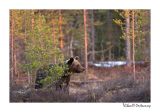 getwebimage.php?pid=51716&url=http%3A%2F%2Fdesthi2k7.free.fr%2FFinland%2Fbrownbears%2FDSC_3322.jpg