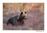 getwebimage.php?pid=51717&url=http%3A%2F%2Fdesthi2k7.free.fr%2FFinland%2Fbrownbears%2FDSC_3364.jpg