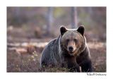 getwebimage.php?pid=51718&url=http%3A%2F%2Fdesthi2k7.free.fr%2FFinland%2Fbrownbears%2FDSC_3459.jpg