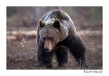 getwebimage.php?pid=51719&url=http%3A%2F%2Fdesthi2k7.free.fr%2FFinland%2Fbrownbears%2FDSC_3486.jpg