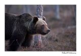 getwebimage.php?pid=51720&url=http%3A%2F%2Fdesthi2k7.free.fr%2FFinland%2Fbrownbears%2FDSC_3512.jpg