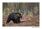 getwebimage.php?pid=51744&url=http%3A%2F%2Fdesthi2k7.free.fr%2FFinland%2Fbrownbears%2FDSC_3827.jpg
