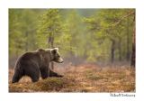getwebimage.php?pid=51745&url=http%3A%2F%2Fdesthi2k7.free.fr%2FFinland%2Fbrownbears%2FDSC_3677.jpg