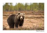 getwebimage.php?pid=51746&url=http%3A%2F%2Fdesthi2k7.free.fr%2FFinland%2Fbrownbears%2FDSC_3695.jpg