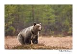 getwebimage.php?pid=51747&url=http%3A%2F%2Fdesthi2k7.free.fr%2FFinland%2Fbrownbears%2FDSC_3717.jpg