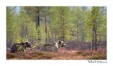 getwebimage.php?pid=51748&url=http%3A%2F%2Fdesthi2k7.free.fr%2FFinland%2Fbrownbears%2FDSC_3752.jpg