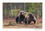 getwebimage.php?pid=51749&url=http%3A%2F%2Fdesthi2k7.free.fr%2FFinland%2Fbrownbears%2FDSC_3790.jpg