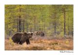 getwebimage.php?pid=51750&url=http%3A%2F%2Fdesthi2k7.free.fr%2FFinland%2Fbrownbears%2FDSC_3643.jpg