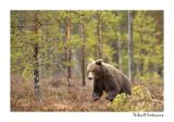 getwebimage.php?pid=51751&url=http%3A%2F%2Fdesthi2k7.free.fr%2FFinland%2Fbrownbears%2FDSC_3650.jpg