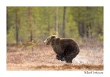 getwebimage.php?pid=51752&url=http%3A%2F%2Fdesthi2k7.free.fr%2FFinland%2Fbrownbears%2FDSC_3663.jpg