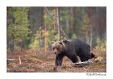 getwebimage.php?pid=51754&url=http%3A%2F%2Fdesthi2k7.free.fr%2FFinland%2Fbrownbears%2FDSC_3813.jpg
