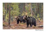 getwebimage.php?pid=51755&url=http%3A%2F%2Fdesthi2k7.free.fr%2FFinland%2Fbrownbears%2FDSC_3801.jpg
