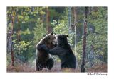 getwebimage.php?pid=51756&url=http%3A%2F%2Fdesthi2k7.free.fr%2FFinland%2Fbrownbears%2FDSC_3933.jpg