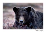 getwebimage.php?pid=51758&url=http%3A%2F%2Fdesthi2k7.free.fr%2FFinland%2Fbrownbears%2FDSC_3971-2.jpg