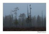 getwebimage.php?pid=51759&url=http%3A%2F%2Fdesthi2k7.free.fr%2FFinland%2Fbrownbears%2FDSC_2322%2520%25282%2529.jpg