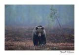 getwebimage.php?pid=51760&url=http%3A%2F%2Fdesthi2k7.free.fr%2FFinland%2Fbrownbears%2FDSC_4030.jpg