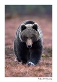 getwebimage.php?pid=51761&url=http%3A%2F%2Fdesthi2k7.free.fr%2FFinland%2Fbrownbears%2FDSC_4002.jpg