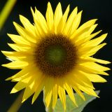 getwebimage.php?pid=53915&url=http%3A%2F%2Fjmdubois.free.fr%2Fgallery%2Fgalleries%2F_Public%2F_MG_12101-c.jpg