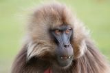 getwebimage.php?pid=56281&url=http%3A%2F%2Fphotosdebruno.free.fr%2Fgalleries%2FEthiopie%2FAnimaux%2FSinges%2FDSC08423.jpg