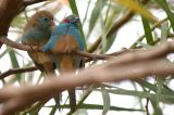 getwebimage.php?pid=56282&url=http%3A%2F%2Fphotosdebruno.free.fr%2Fgalleries%2FEthiopie%2FAnimaux%2FOiseaux%2FDSC08854.jpg