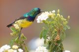 getwebimage.php?pid=56283&url=http%3A%2F%2Fphotosdebruno.free.fr%2Fgalleries%2FEthiopie%2FAnimaux%2FOiseaux%2FDSC08931.jpg