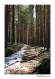 getwebimage.php?pid=57299&url=http%3A%2F%2Fdesthi2k7.free.fr%2FFinland%2FDSC_0949.jpg