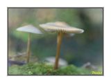 getwebimage.php?pid=60983&url=http%3A%2F%2Fdaniel.d.photo.free.fr%2Fphpwebgallery%2Fgalleries%2Fprive%2FDSC05719_GF.jpg
