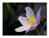 getwebimage.php?pid=62272&url=http%3A%2F%2Fdaniel.d.photo.free.fr%2Fphpwebgallery%2Fgalleries%2Fprive%2FDSC07224copie.jpg
