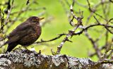 getwebimage.php?pid=62369&url=http%3A%2F%2Fdaniel.d.photo.free.fr%2Fphpwebgallery%2Fgalleries%2Fprive%2FDSC07453.jpg