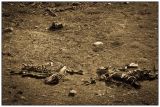 getwebimage.php?pid=62416&url=http%3A%2F%2Fmorgolprod.free.fr%2Fhfr%2Falpha%2Fvautours007.jpg