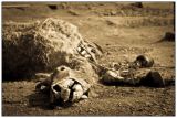getwebimage.php?pid=62424&url=http%3A%2F%2Fmorgolprod.free.fr%2Fhfr%2Falpha%2Fvautours006.jpg