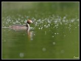 getwebimage.php?pid=64891&url=http%3A%2F%2Fdaniel.d.photo.free.fr%2Fphpwebgallery%2Fgalleries%2Fprive%2FDSC08127_GF.jpg