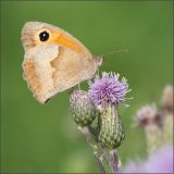 getwebimage.php?pid=66374&url=http%3A%2F%2Fwww.mesphotos.lecollectionneur.ch%2F_Media%2F_dsc1708_med.jpeg
