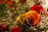 getwebimage.php?pid=67319&url=http%3A%2F%2Fimg86.xooimage.com%2Ffiles%2F6%2F2%2Fe%2Fdsc01753_dxo-377bbd4.jpg