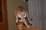 getwebimage.php?pid=67339&url=http%3A%2F%2Fimg89.xooimage.com%2Ffiles%2Fa%2Fa%2F5%2F006-2-_dxo-377dd09.jpg