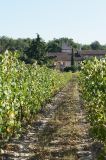 getwebimage.php?pid=67654&url=http%3A%2F%2Folivieribm.free.fr%2F20111001_Frontonnais%2Fslides%2FDSC01699.jpg