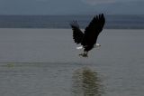 getwebimage.php?pid=70600&url=http%3A%2F%2Fjmdubois.free.fr%2Fkenya%2F7D_1575.jpg
