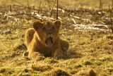 getwebimage.php?pid=7180&url=http%3A%2F%2Fmickeylemotard4.free.fr%2F2008-02-14%2520Parc%2520des%2520felins%2Fparcdesfelins10.JPG