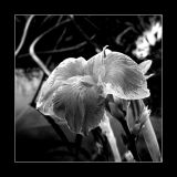 getwebimage.php?pid=72972&url=http%3A%2F%2Fescrox.free.fr%2FN%26amp%3BB%2F3.jpg